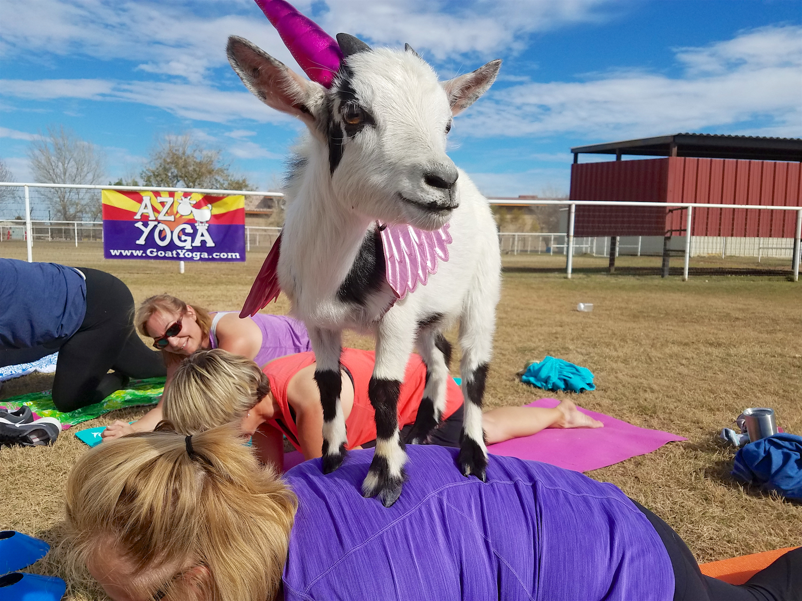 AZ Goat Yoga