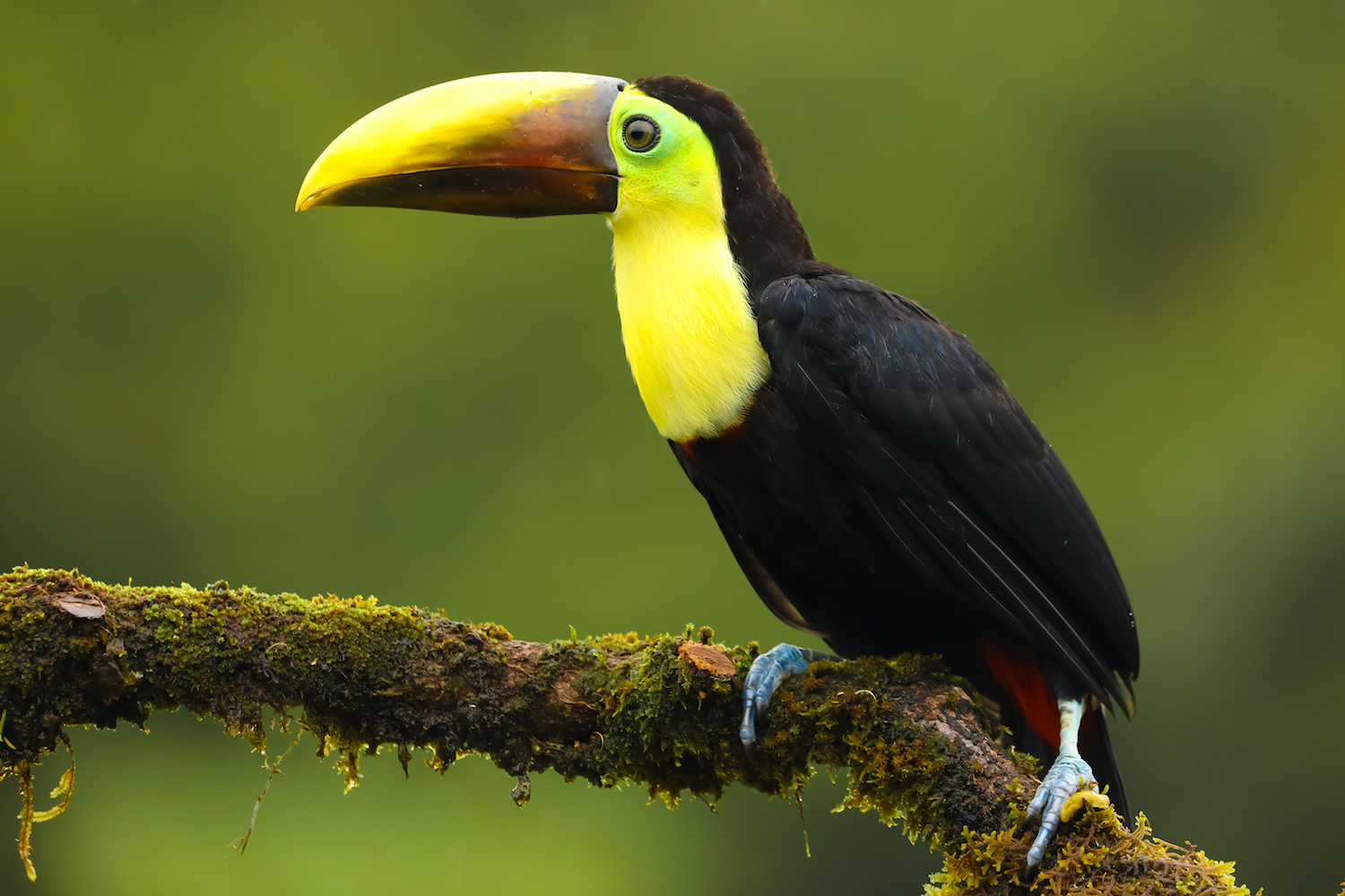 Costa Rica Macaw