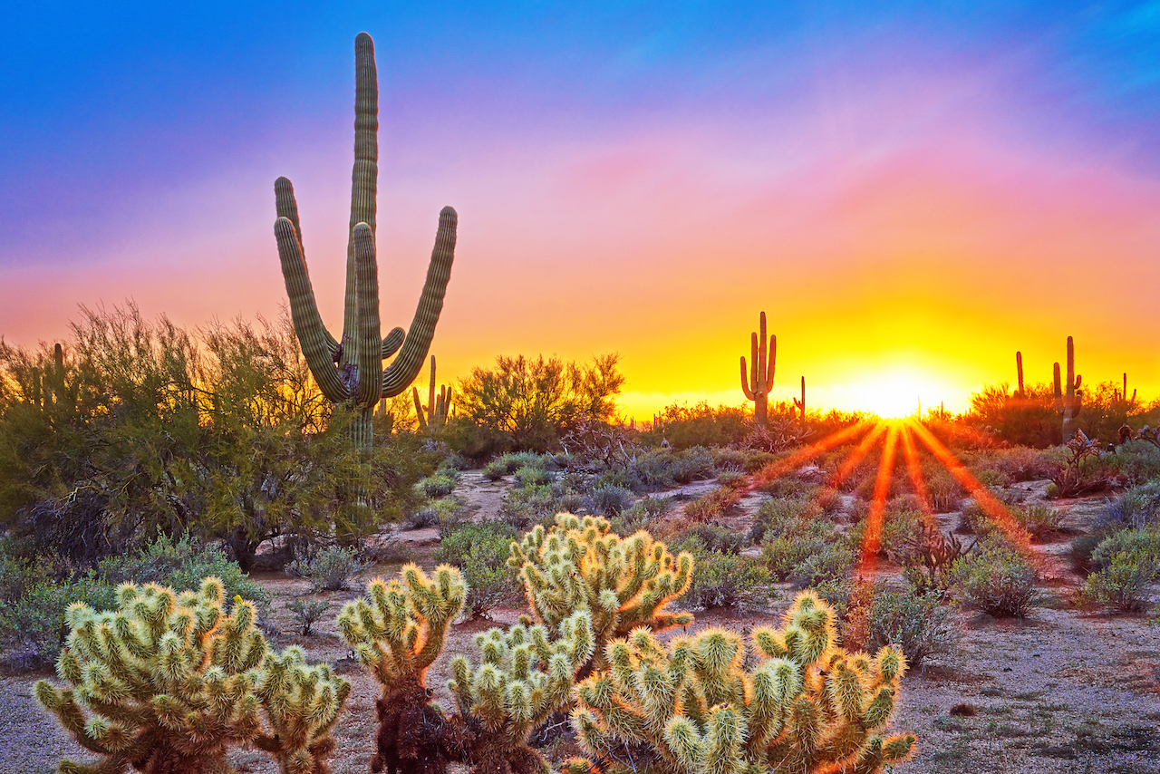 Saguaro cactus at sunset