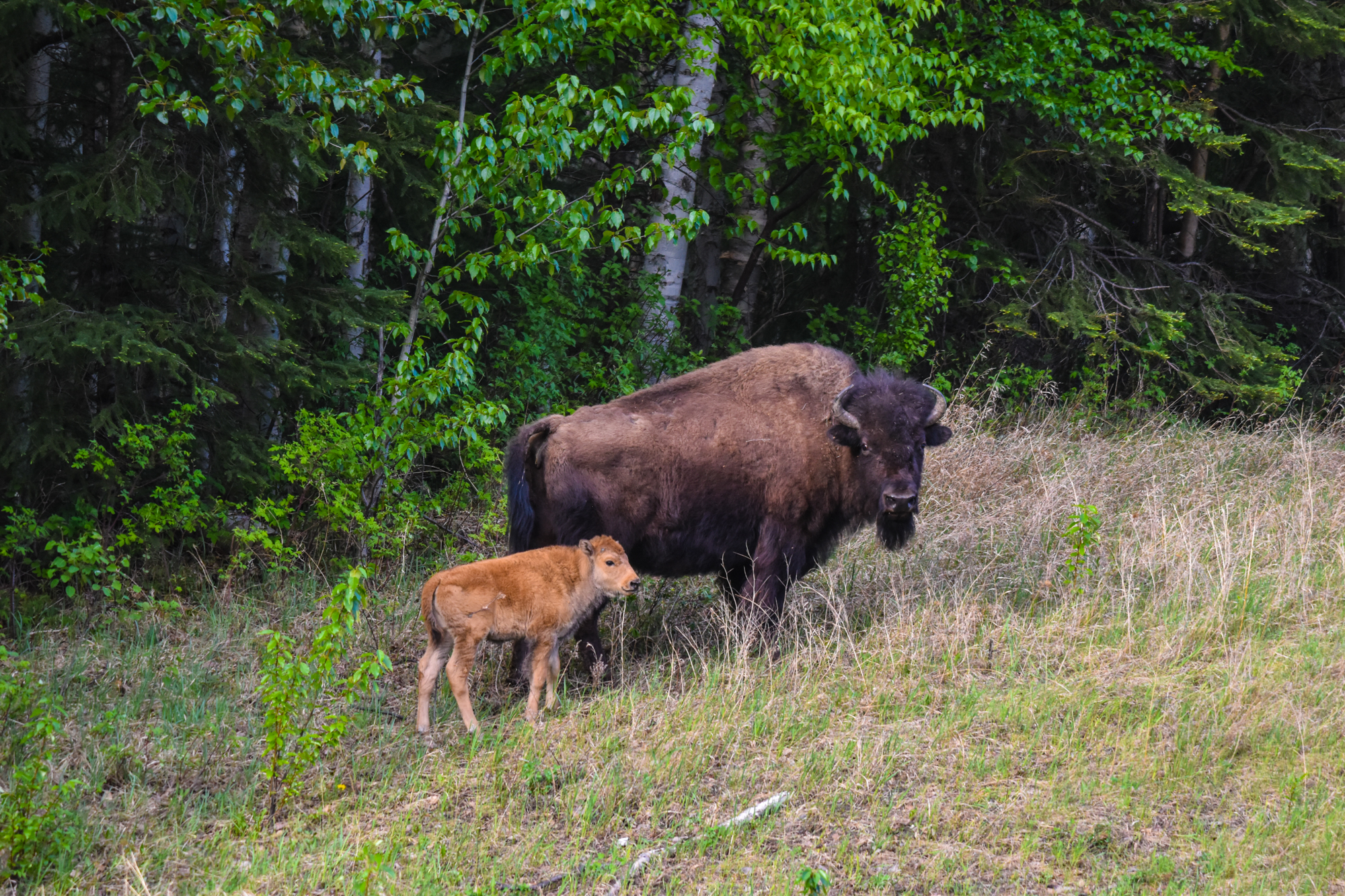 Wildlife Tourism: Alaska Melroy_Jennifer