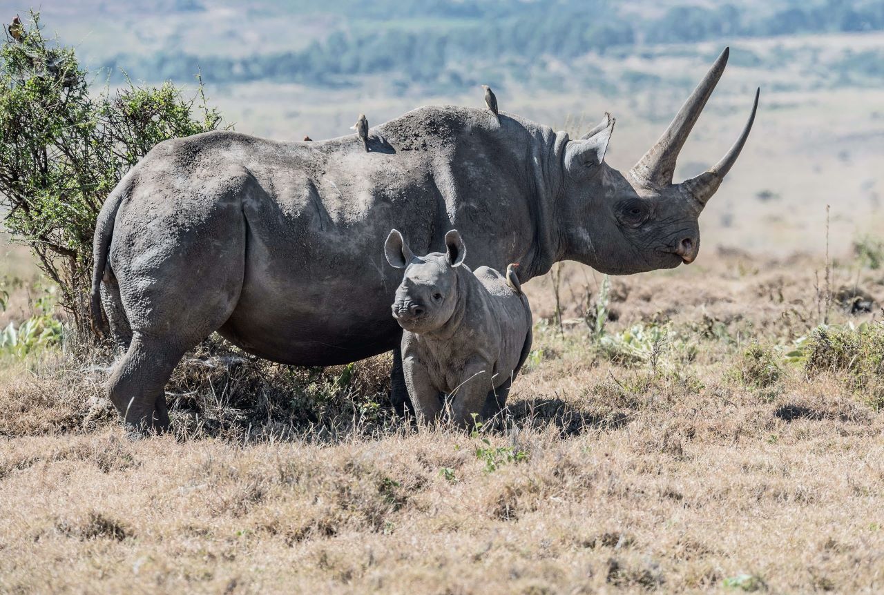 Black Rhinos Kenya