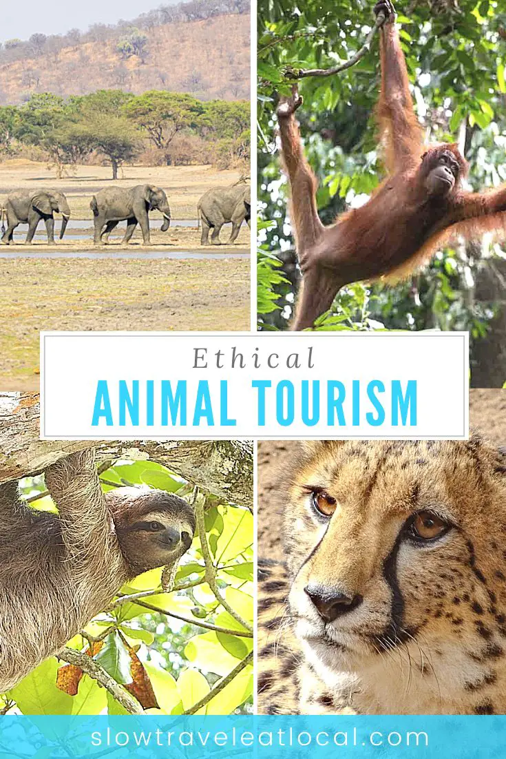 animal tourism