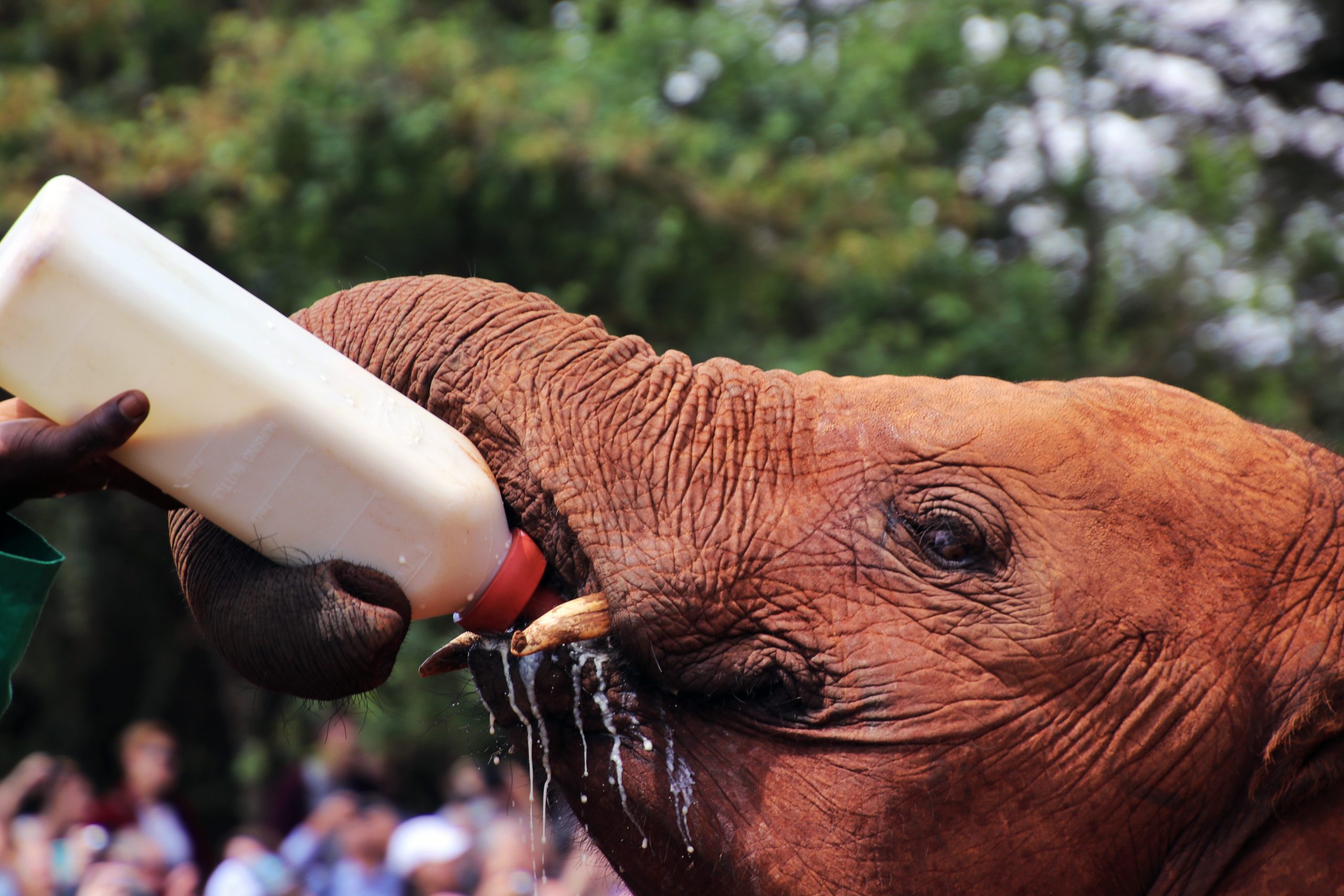 David-Sheldrick-Wildlife-Trust-Elephant-Orphanage-Nairobi-Kenya