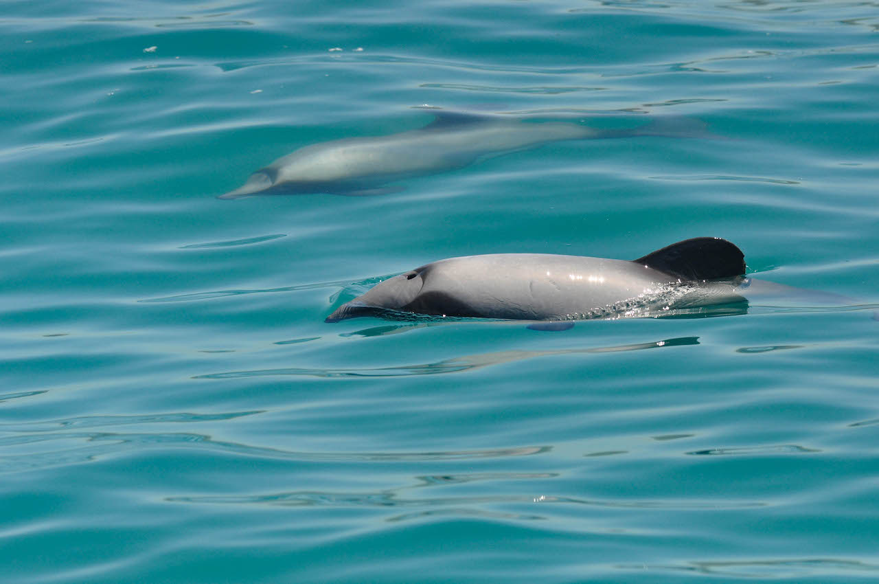 NadineMaffre-Dolphins NZ