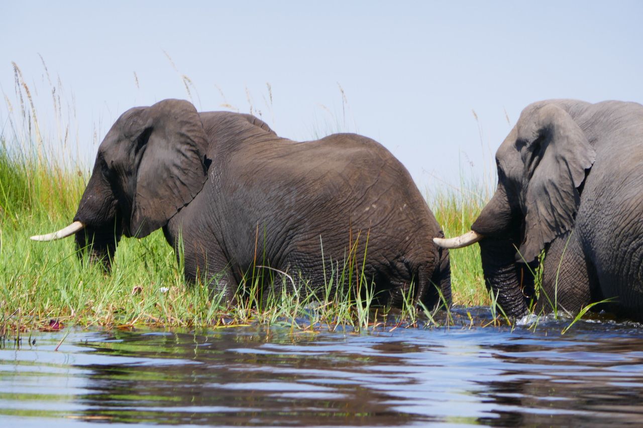 Okavango Delta Elephant