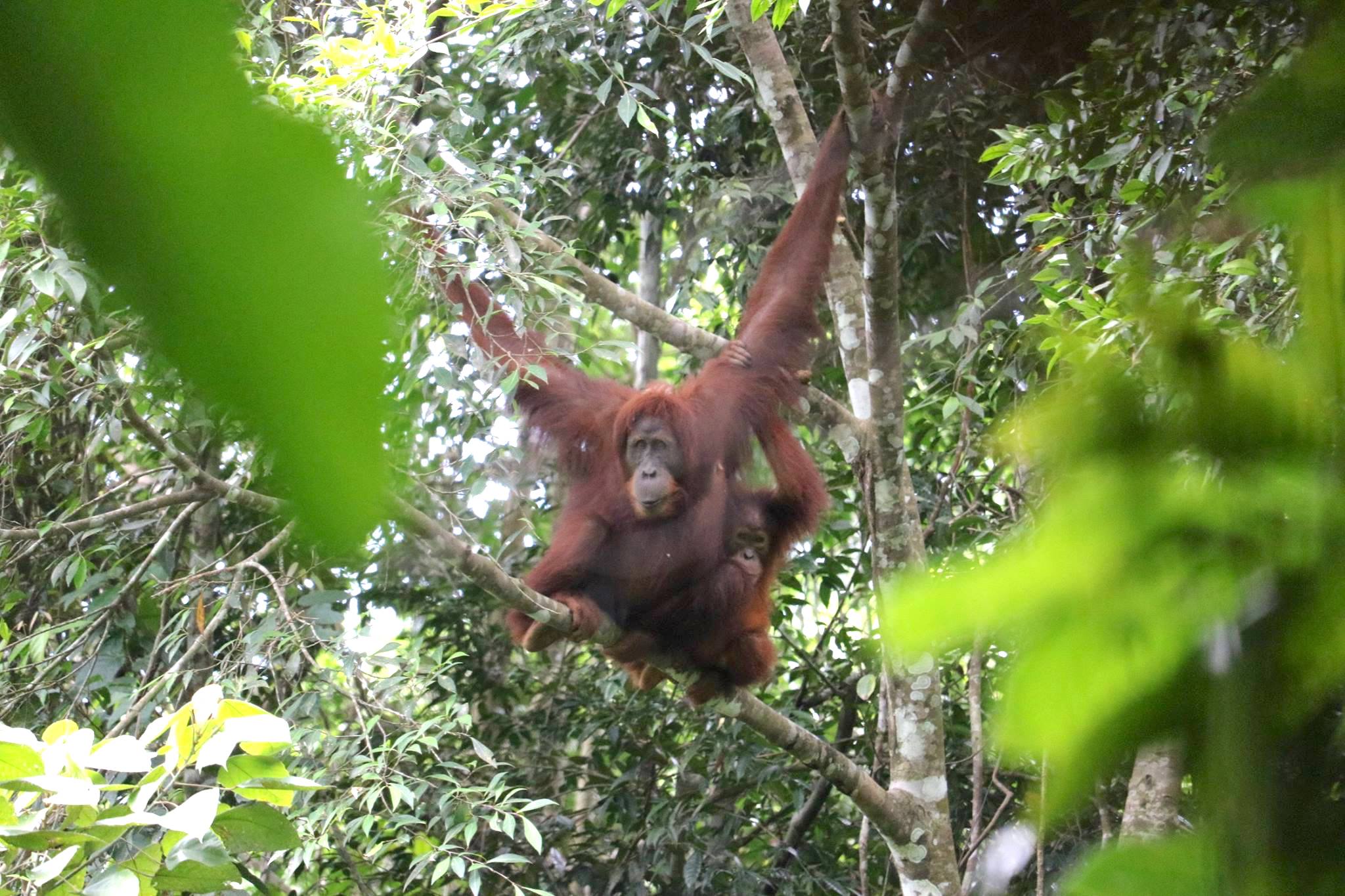 Sumatra Orangutan