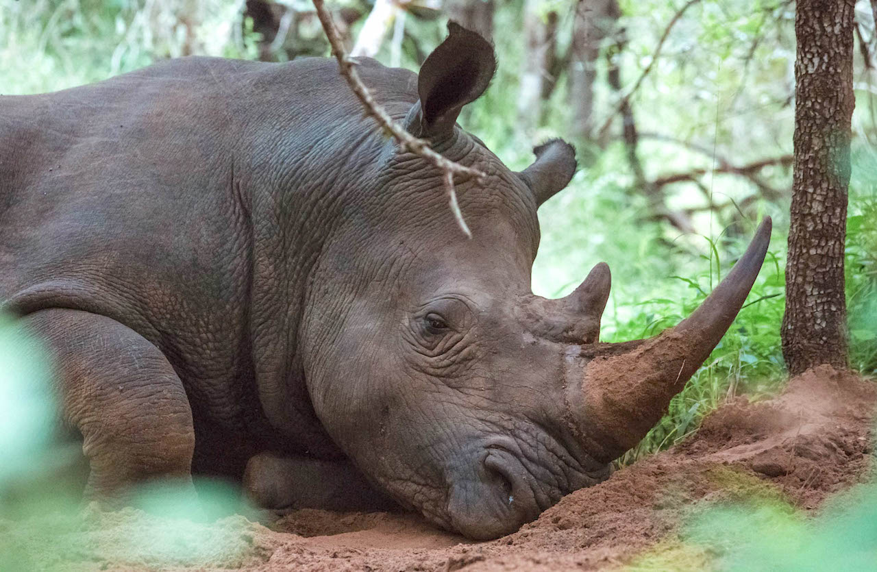 Swaziland safari Mkhaya rhino