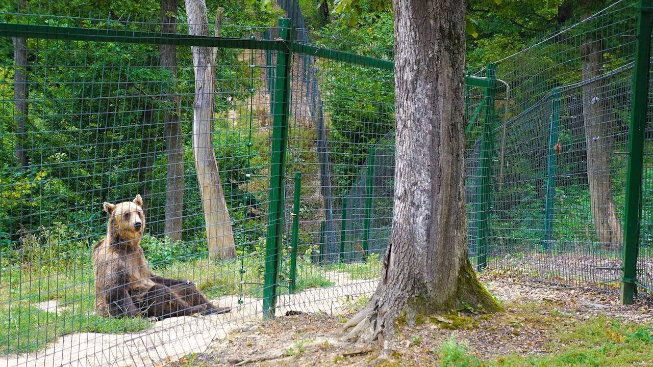 Zărnești LiBEARty Bear Sanctuary in Romania Inspired By Maps