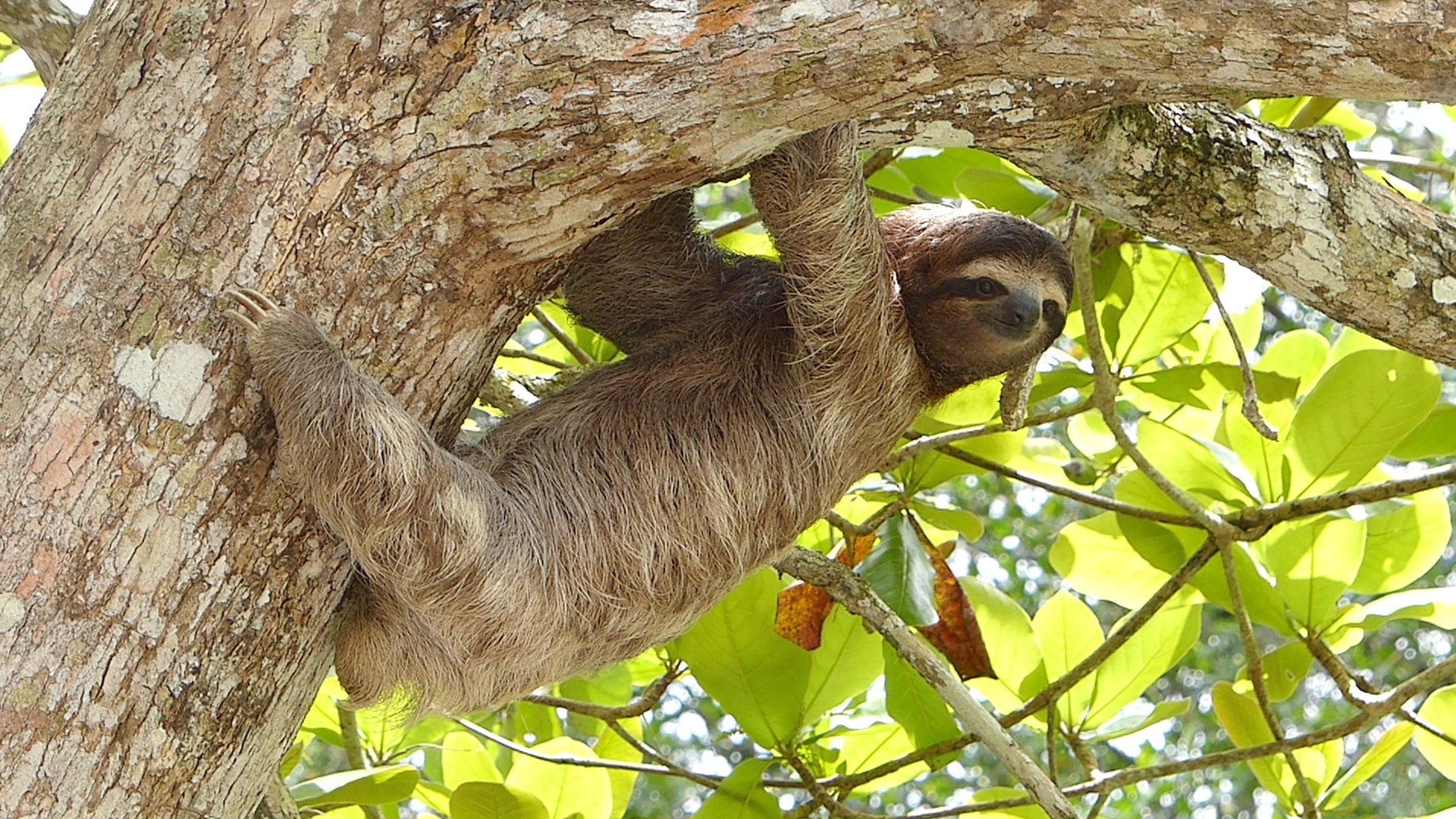 responsible animal tourism: sloth sanctuary