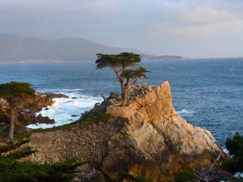 lone-cypress_monterrey