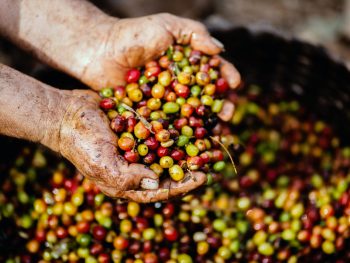 raw coffee beans