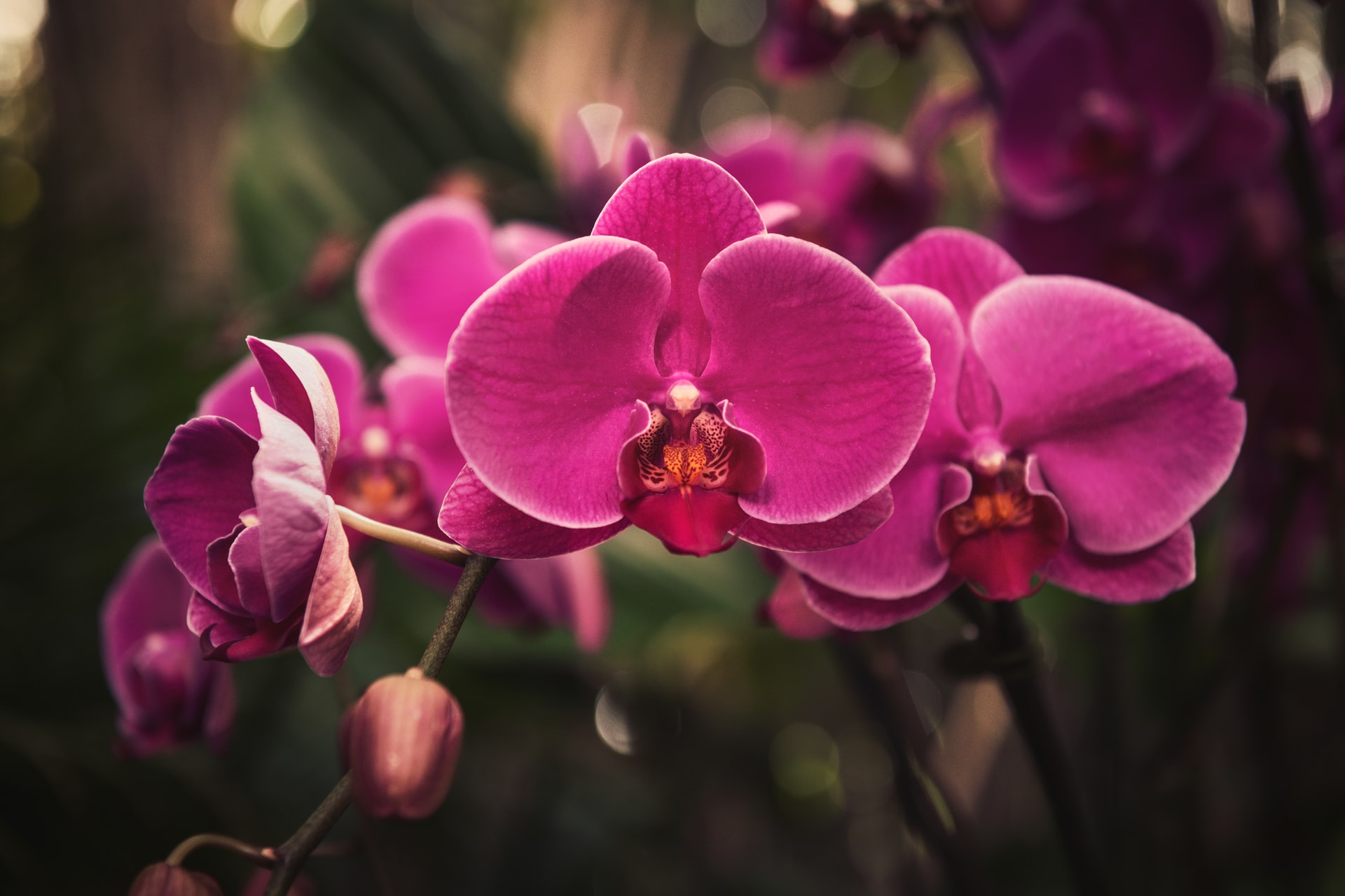 Miami Orchids