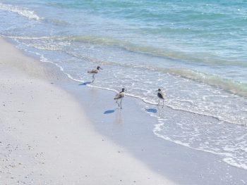 beach gulls