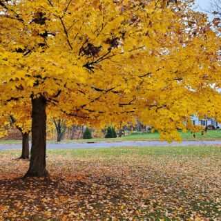 Last of fall. Until next year sweet sugar maple. I so enjoyed this shimmering yellow beauty all autumn. Trees make me happy. Thanks for a great show! 🍁