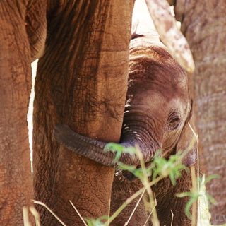 Remembering my trip to Tanzania a few years ago. I was so fortunate to experience these majestic creatures in the wild. 💙